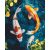   Koi-Karpfen im Teich - Malen-nach-Zahlen-Set auf Keilrahmen 40x50
