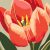 Élénk tulipán - Számfestő készlet kereten 40x40