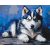   Treuer kleiner Husky – Malen nach Zahlen Set auf Rahmen 40x50 cm
