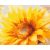   Tanz der Goldblüten – Malen nach Zahlen Set auf Rahmen 40x50 cm