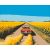   Auf dem Weg in den Sommer – Malen nach Zahlen Set auf Rahmen 40x50 cm