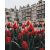 Tulpen in Amsterdam - Malen-nach-Zahlen-Set auf Keilrahmen 40x50